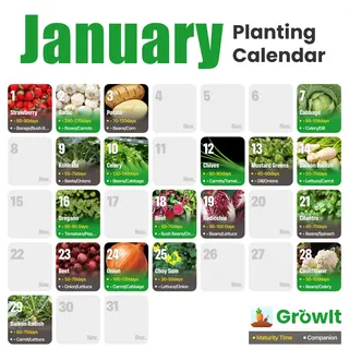GrowIt Meta ad: Plant it wrong, it dies. Grow it right, it thrives!, live 300 days