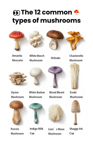 Picture Mushroom Meta ad: Ever wondered what kind of mushroom you're looking at? Snap a photo an, live 38 days