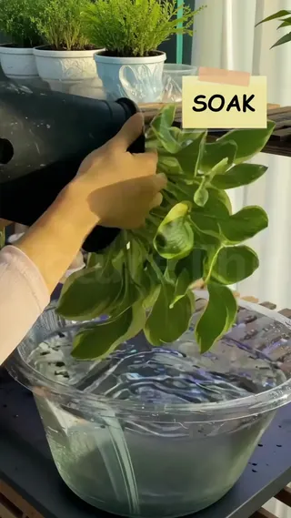 PictureThis Meta ad: Struggling to keep your plants alive? Learn effective plant care tips, live 333 days