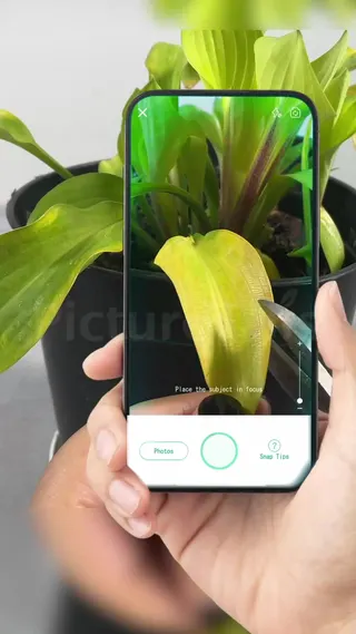 PictureThis Meta ad: Struggling to keep your plants alive? Learn effective plant care tips, live 331 days