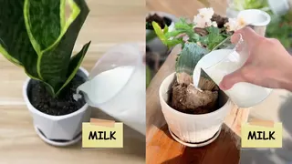 PictureThis Meta ad: Identify Plants, Diagnose Diseases, Care Tips, Simplify Gardening with, live 553 days