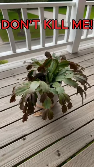 PictureThis Meta ad: Struggling to keep your plants alive? Learn effective plant care tips, live 339 days