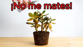 Plant Parent Meta ad: ¿Quieres ser el mejor amigo de tus plantas? • Aprende a cuidarlas con, live 394 days