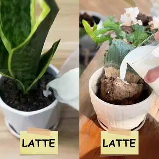 Plant Parent Meta ad: Abbraccia la semplicità della cura delle piante con i nostri consigli, live 383 days
