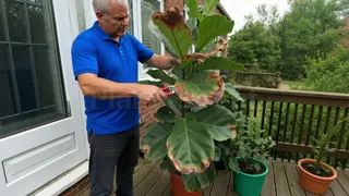 Plant Parent Meta ad: ¿Quieres ser el mejor amigo de tus plantas? • Aprende a cuidarlas con, live 369 days
