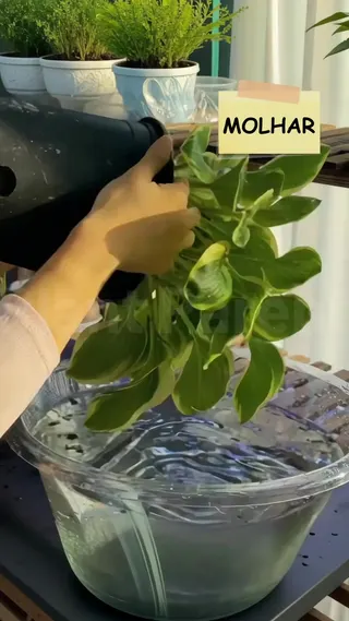 Plant Parent Meta ad: Eleve seu jogo de cuidado com plantas com nossos guias de cuidado fáce, live 351 days