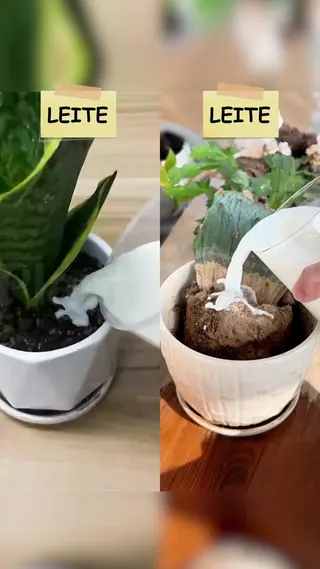 Plant Parent Meta ad: Eleve seu jogo de cuidado com plantas com nossos guias de cuidado fáce, live 347 days