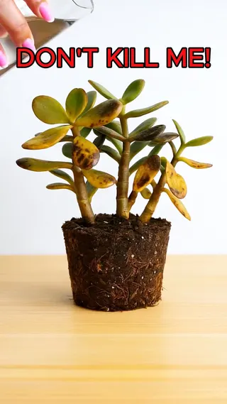 Plant Parent Meta ad: Want to become a better plant parent for your green babies?, live 314 days