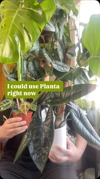 Planta Meta ad: Caring for your plants just got easier! Downloading @planta_app will m, live 158 days