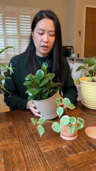 Planta Meta ad: Most people kill their plants by guessing. Get clear, personalized car, live 152 days