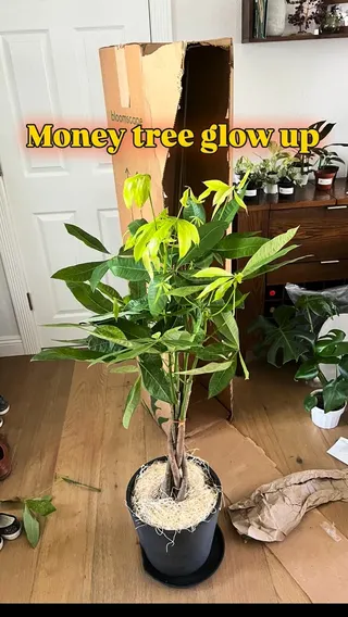 Planta Meta ad: This money tree glow-up wasn’t guesswork. @planta_app helped me resear, live 140 days