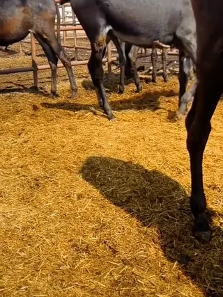 TikTok creator video by @petopia27 on TikTok