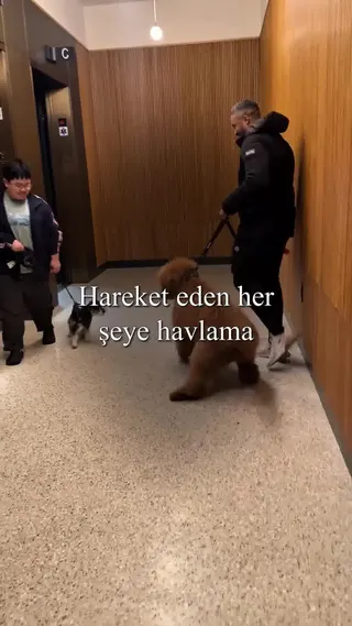 Woofz Meta ad: En iyi köpek uzmanları tarafından oluşturulmuş, 1 numaralı yavru köpek, live 378 days