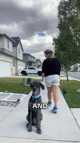 Woofz Meta ad: Get your dog's best friend! Woofz courses: video lessons, tricks & hea, live 204 days