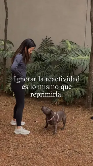Woofz Meta ad: ¡Acaba con lo malo, empieza lo bueno! Prueba Woofz - La aplicación de, live 264 days