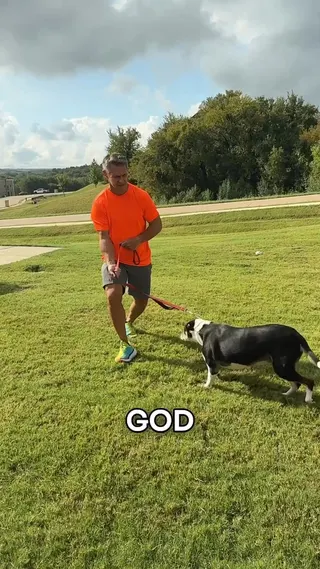 Woofz Meta ad: Woofz: The ultimate dog training app! Courses, videos & more - all in, live 243 days
